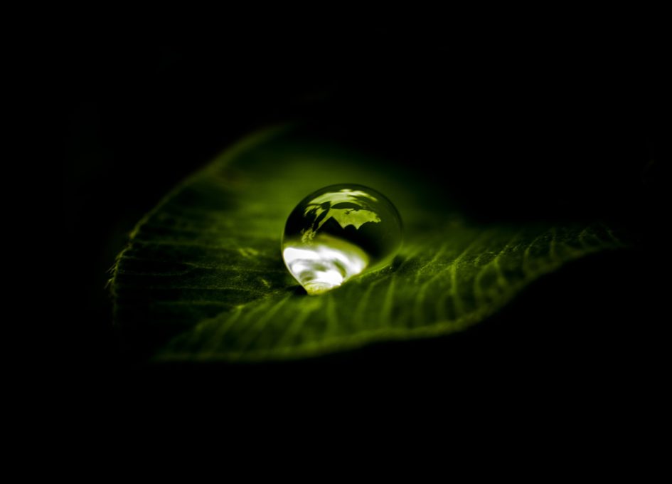 A single drop of water sits of a leaf