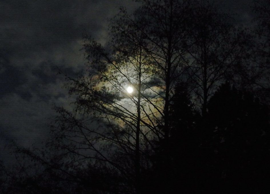 A picture of a forest at night in a dystopian world where the life and death struggle for a young boy takes place.